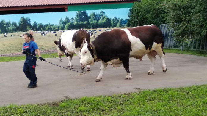 В Подольске завершилась выставка быков-производителей на базе АО «Головной центр по воспроизводству сельскохозяйственных животных»