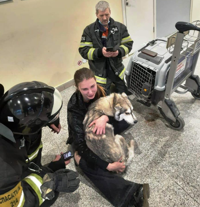 Собаку из плена клетки вызволили спасатели Подольска