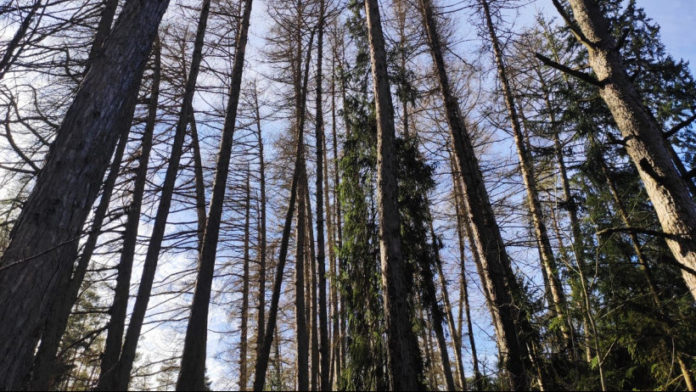 Остерегайтесь диких животных из-за сезонного бешенства