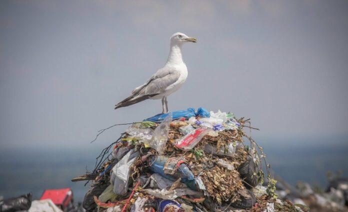 Желающие могут принять участие в конкурсе видеоблогов и экостатей «В поисках живого добра»