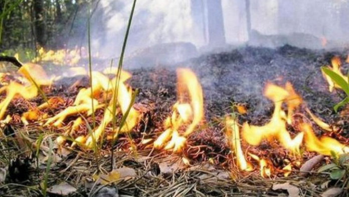 Более 600 нарушений правил пожарной безопасности в лесах Подмосковья выявили в 2020 году