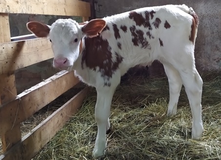 Учёными ФНЦ ВИЖ им. академика Л.К. Эрнста получен первый в РФ клонированный теленок