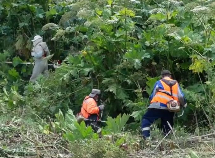 Продолжается работа по уничтожению борщевика Сосновского