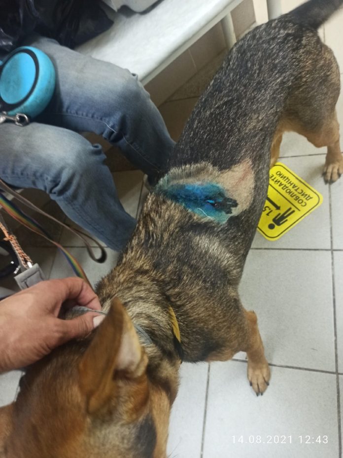 Нашли мужчину, стрелявший по собакам из травмата