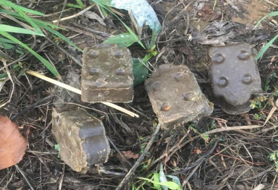 В Подольске в июне проходит вакцинация диких плотоядных животных от бешенства