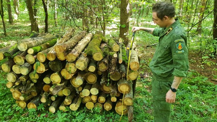 Уборка неликвидной древесины проведена на лесных участках Большого Подольска