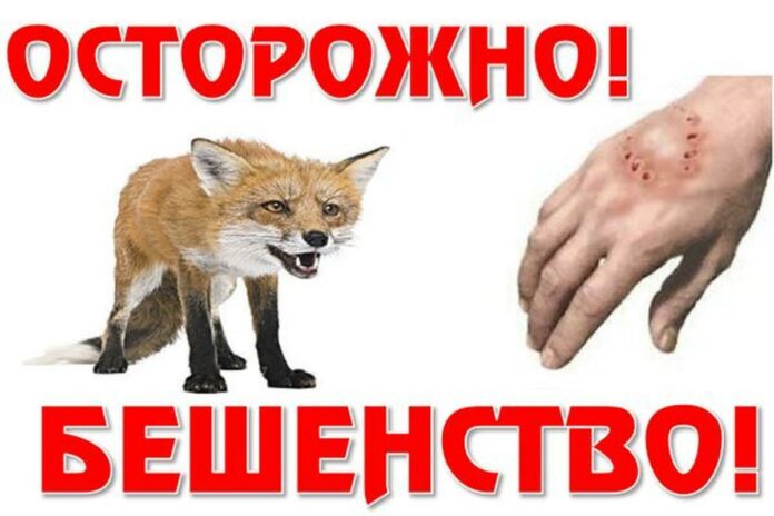 Вакцину от бешенства будут раскладывать в Подольске