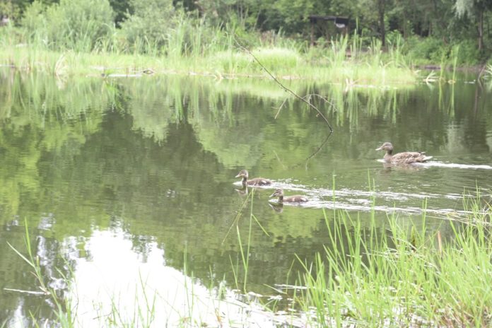 Глава округа отметил 5 водоемов, которые могут войти в Губернаторскую программу «100 прудов и...