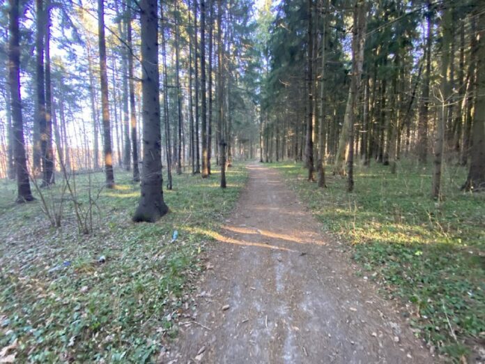 В рамках нового проекта «Парки в лесу» запланировано благоустройство лесопарка «Дубровицкий лес»