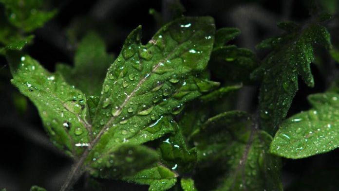 О молодежном форуме «Экосистема» расскажут в прямом эфире