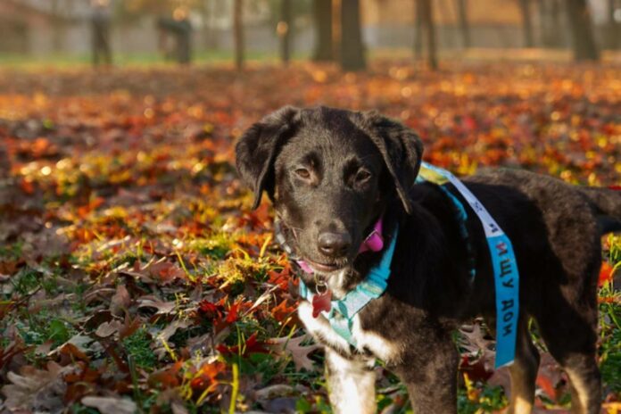 В Подольске занимаются отловом и стерилизацией бездомных животных