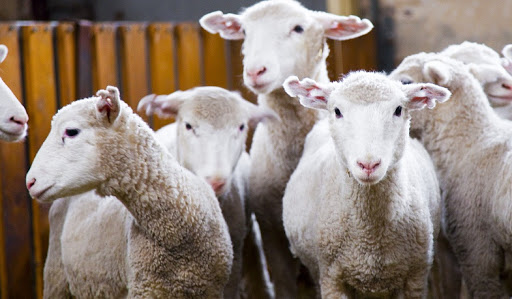 Информируем подольчан: особенности развития оспы при поражении овец и коз