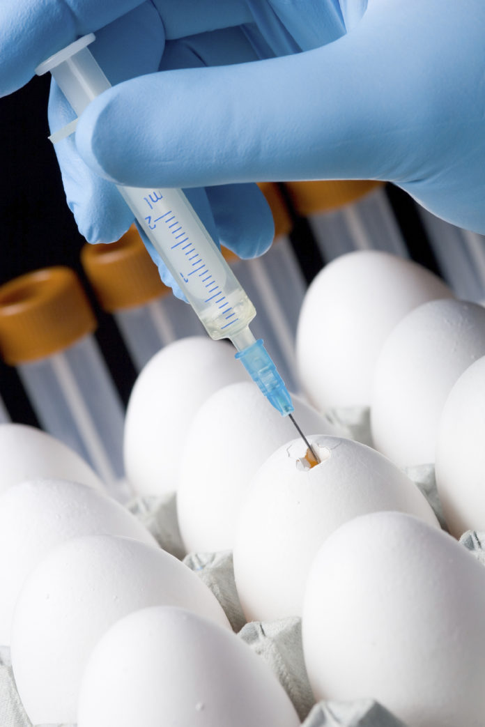 Для производства вакцины от гриппа в Подольске вывели кур, несущих яйца Clean Eggs