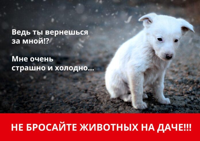 Вниманию подольчан: не бросайте животных на даче!