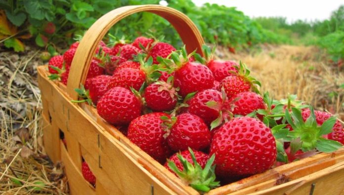 Около 500 тонн клубники собрано в Подмосковье