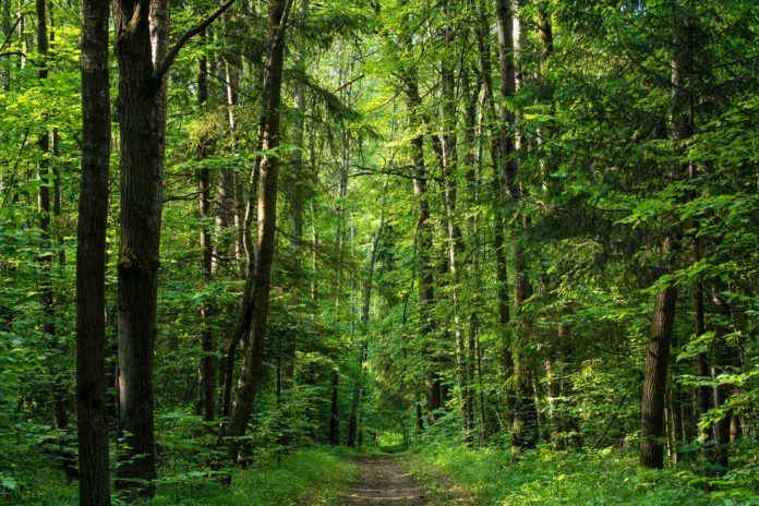 Подольчанам поведали как узнать, граничит ли их участок с землями лесного фонда, в режиме...