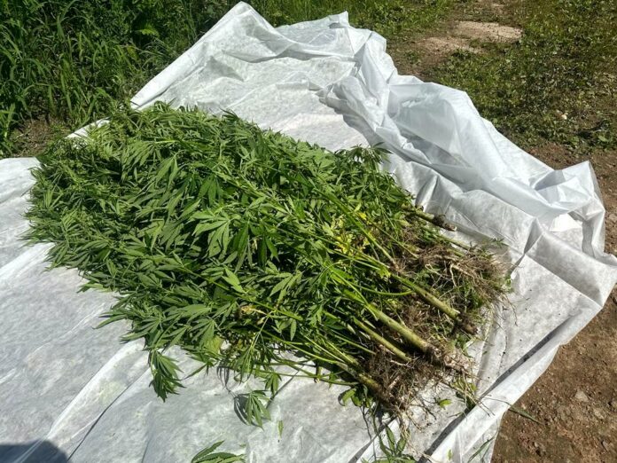 В г.о. Подольск сотрудники полиции уничтожили 57 кустов дикорастущей конопли